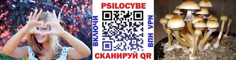 Галлюциногенные грибы Cubensis  где купить   Бердск 